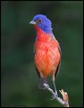 _3SB3377 painted bunting